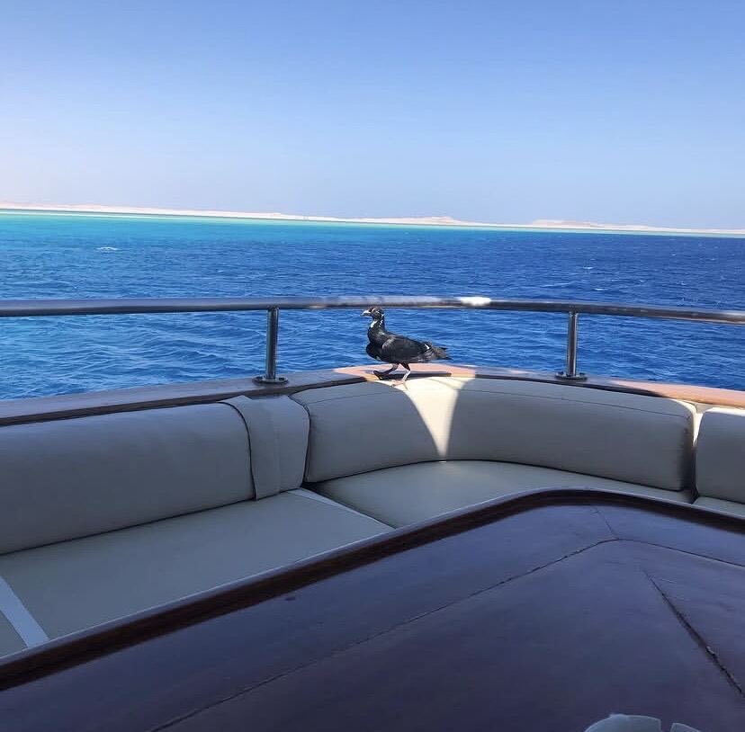 Cushioned seating on the open deck facing deep blue water, with a pigeon perched on the rail.