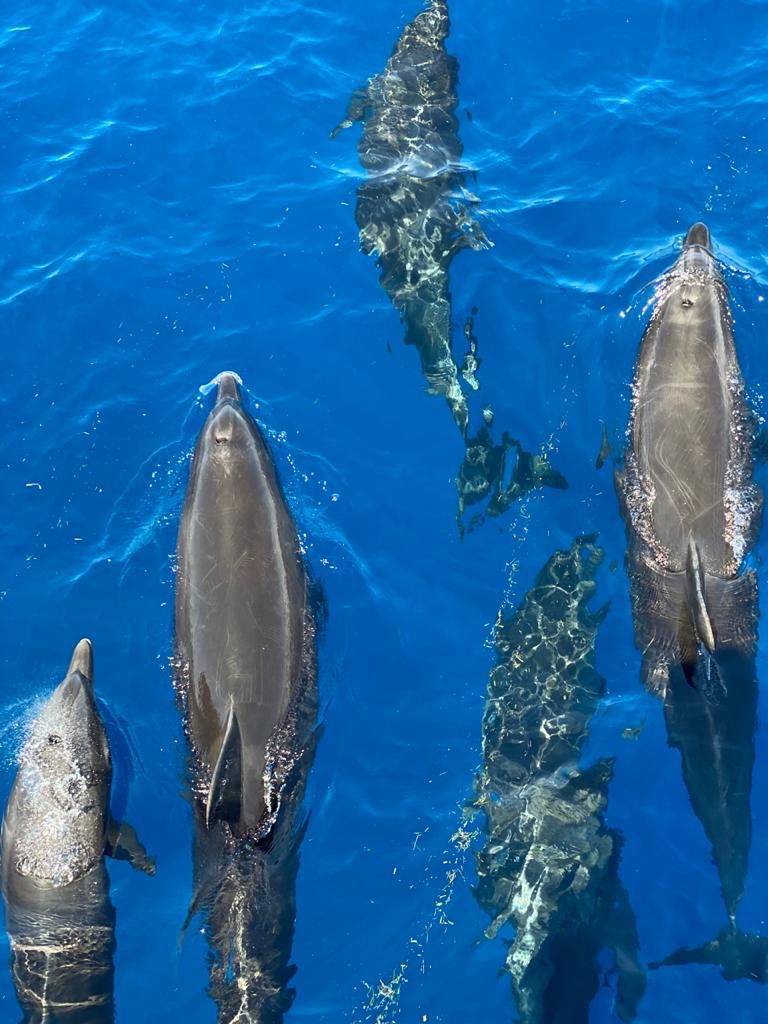 A pod of dolphins swimming just below the surface in deep blue water, seen from above.